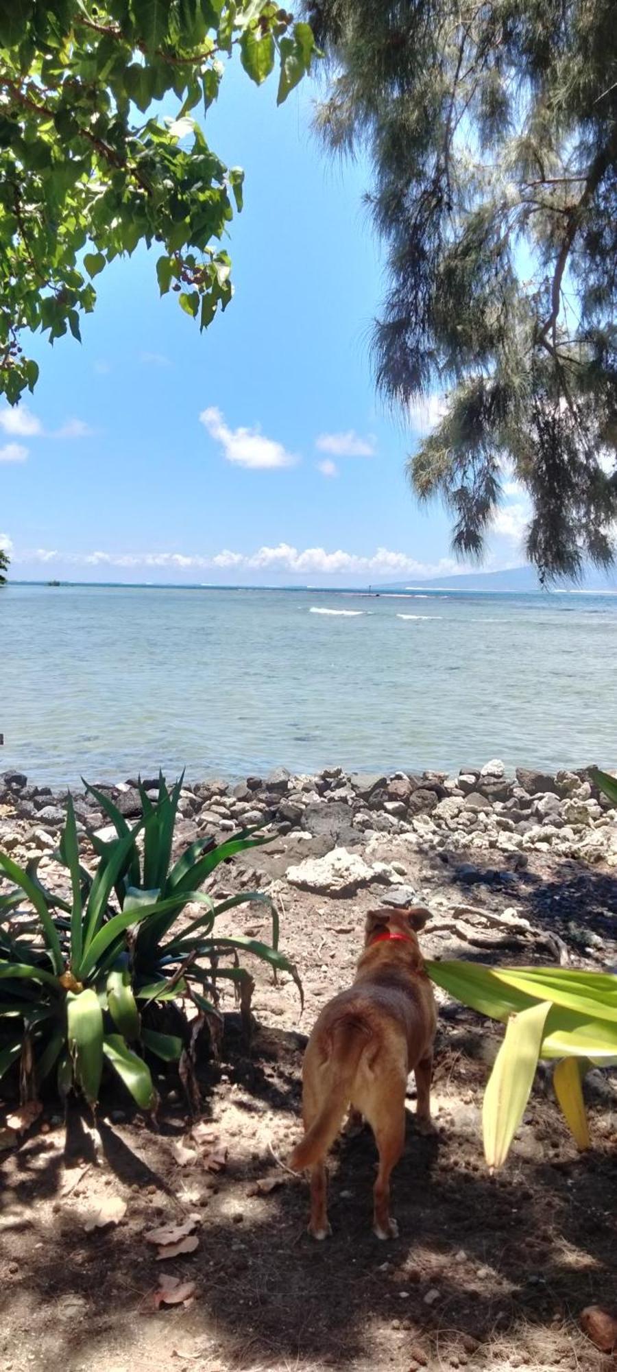 Bungalow Vue Lagon 180 Degre, La Maison Bleue Moorea Kültér fotó